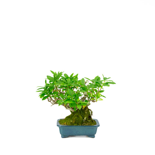 Forsythia blue pot 18cm, height ~23cm