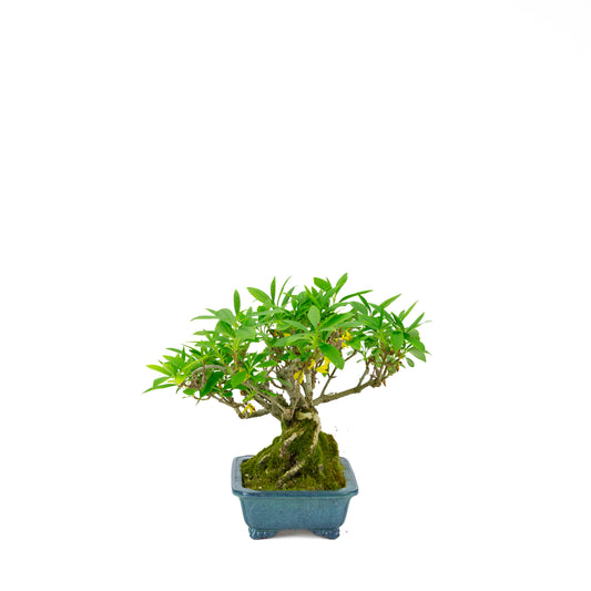 Forsythia blue pot 18cm, height ~23cm