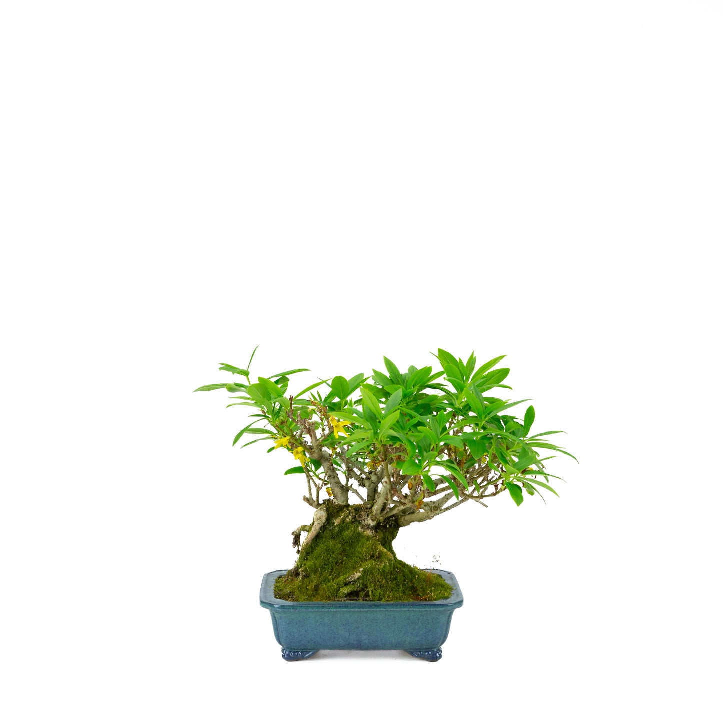 Forsythia blue pot 18cm, height ~23cm