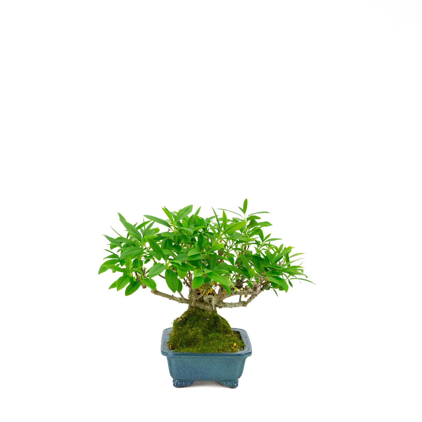 Forsythia blue pot 18cm, height ~23cm