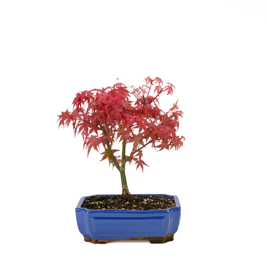 Acer palmatum 'Beni Maiko'