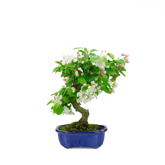 Malus halliana cream rectangular pot 16cm, height ~34cm