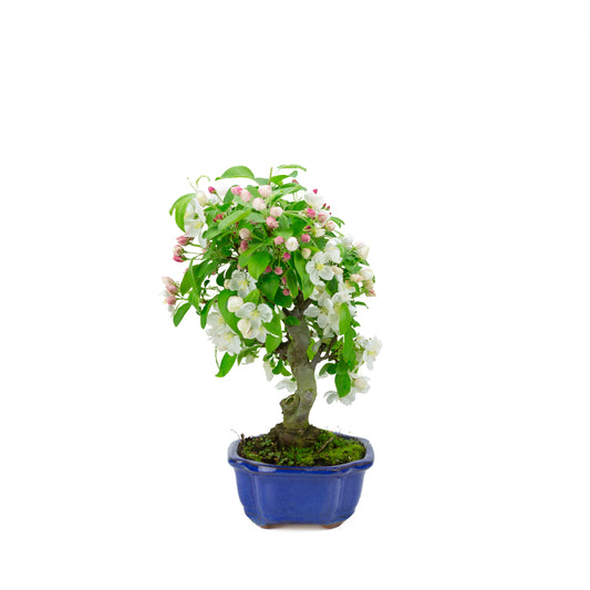 Malus halliana cream rectangular pot 16cm, height ~34cm