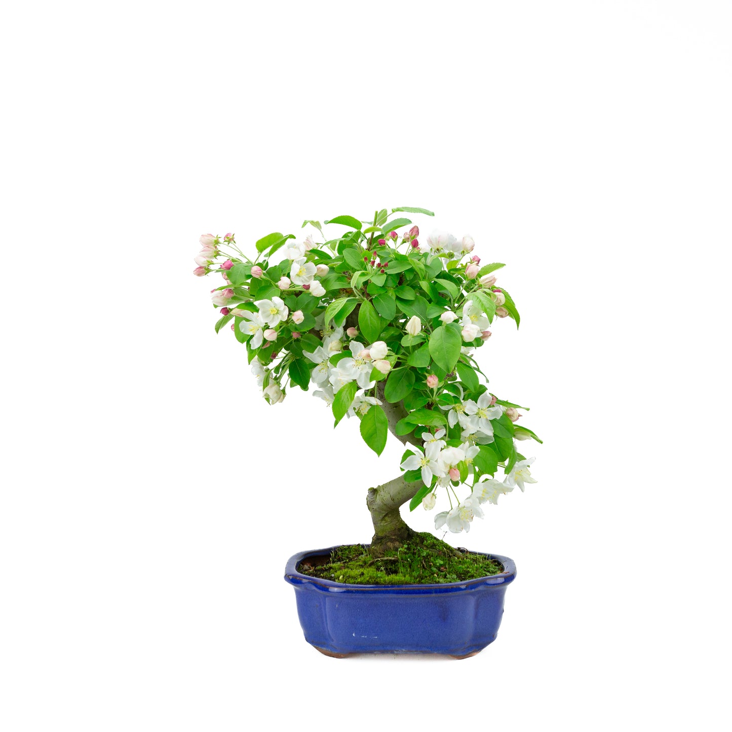 Malus halliana cream rectangular pot 16cm, height ~34cm