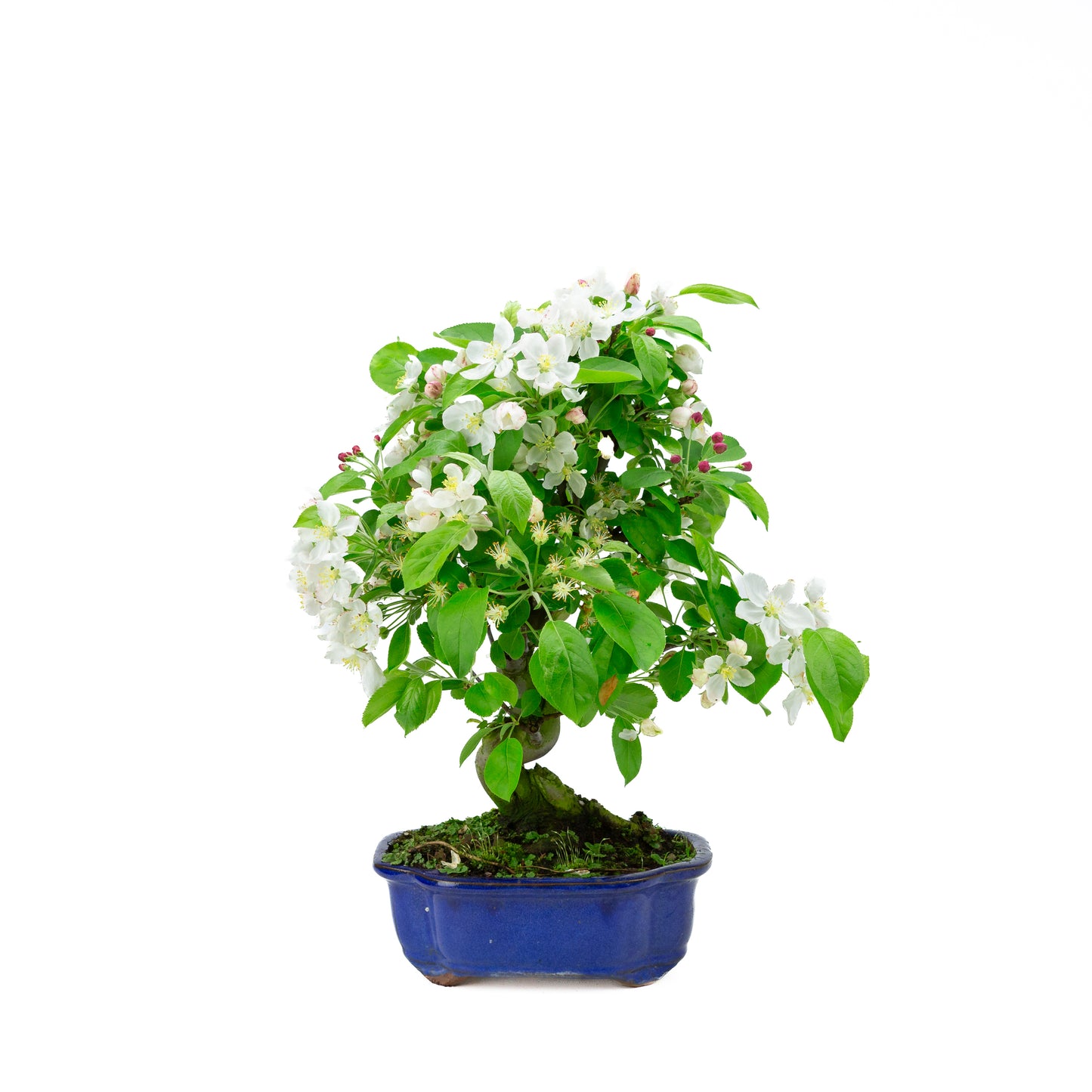 Malus halliana cream rectangular pot 16cm, height ~34cm