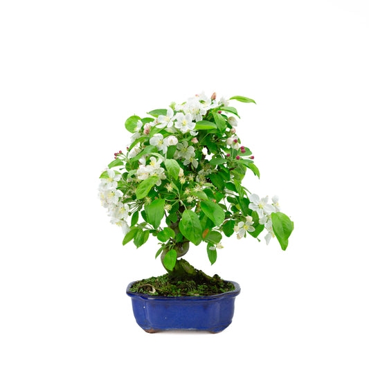 Malus halliana cream rectangular pot 16cm, height ~34cm