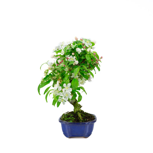Malus halliana cream rectangular pot 16cm, height ~34cm
