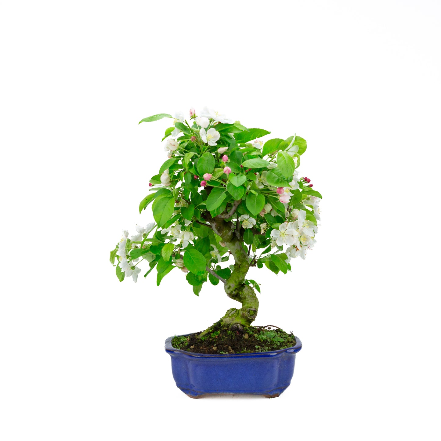 Malus halliana cream rectangular pot 16cm, height ~34cm