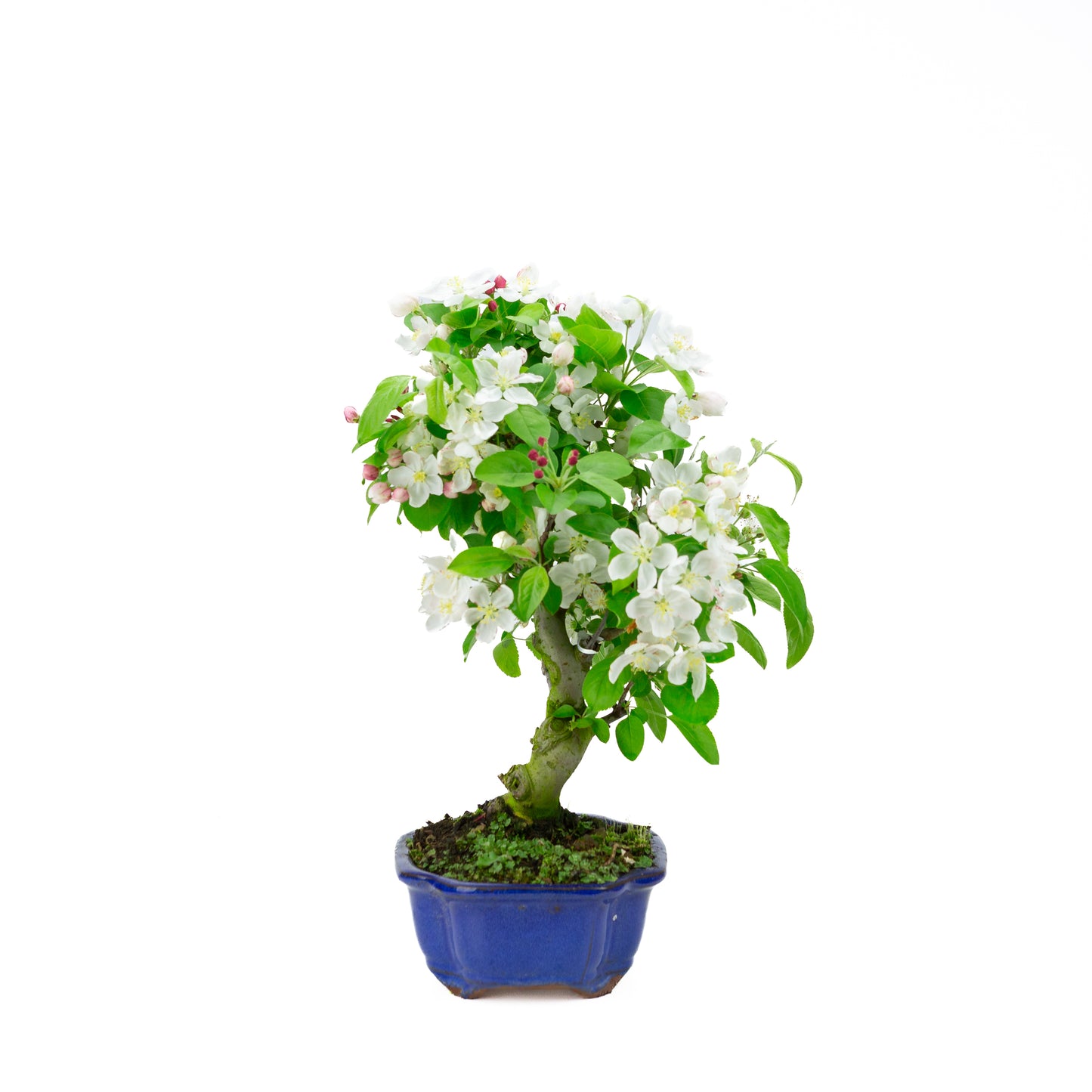 Malus halliana cream rectangular pot 16cm, height ~34cm