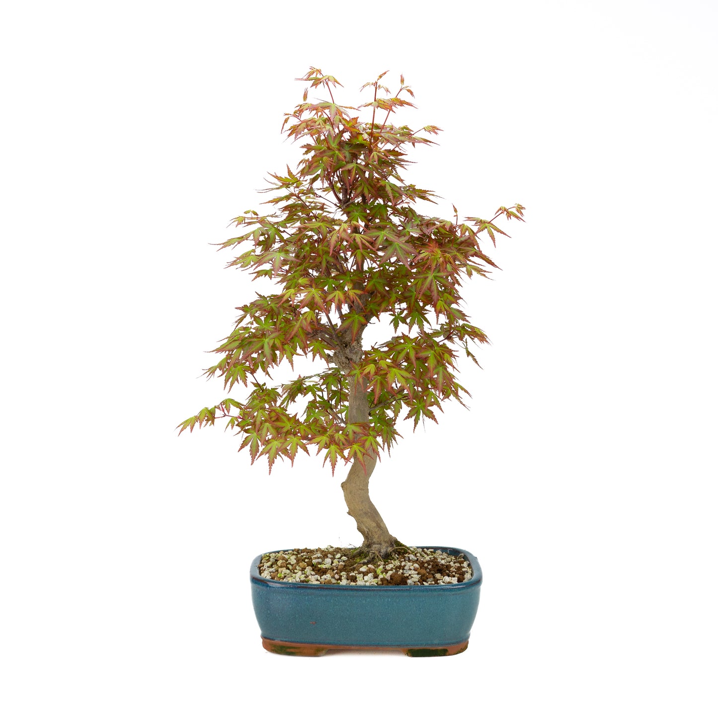 Acer palmatum (Japanese maple), height ~38cm