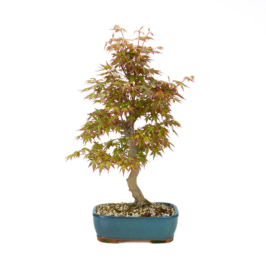 Acer palmatum (Japanese maple), height ~38cm
