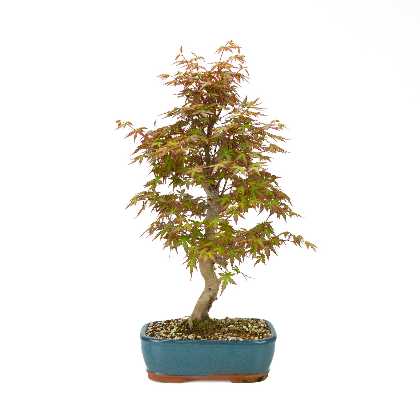 Acer palmatum (Japanese maple), height ~38cm