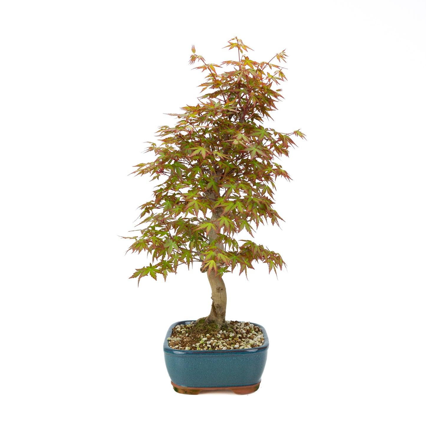Acer palmatum (Japanese maple), height ~38cm