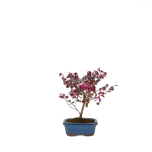 Loropetalum rubra Bonsai in blue pot 24cm, height ~40cm