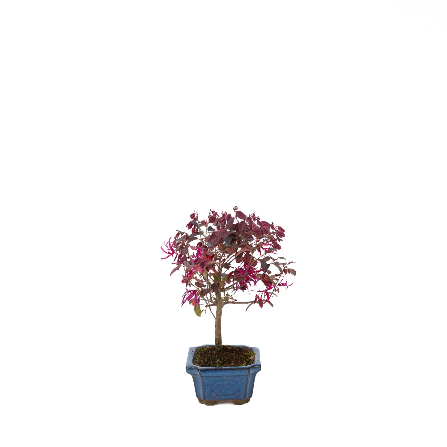Loropetalum rubra Bonsai in blue pot 24cm, height ~40cm