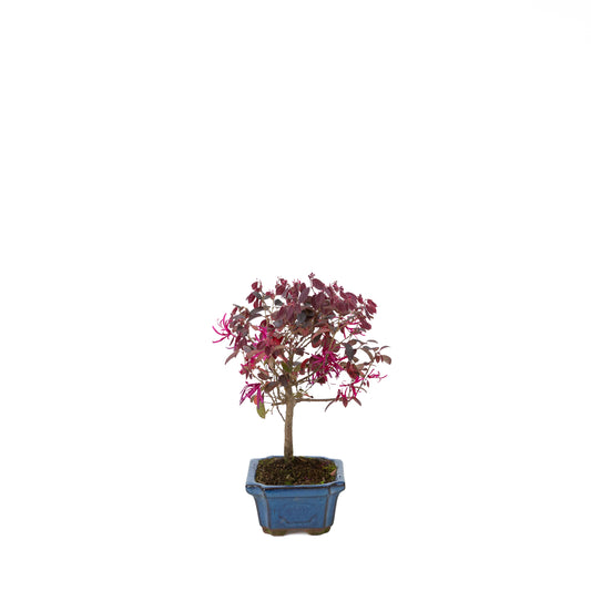 Loropetalum rubra Bonsai in blue pot 24cm, height ~40cm