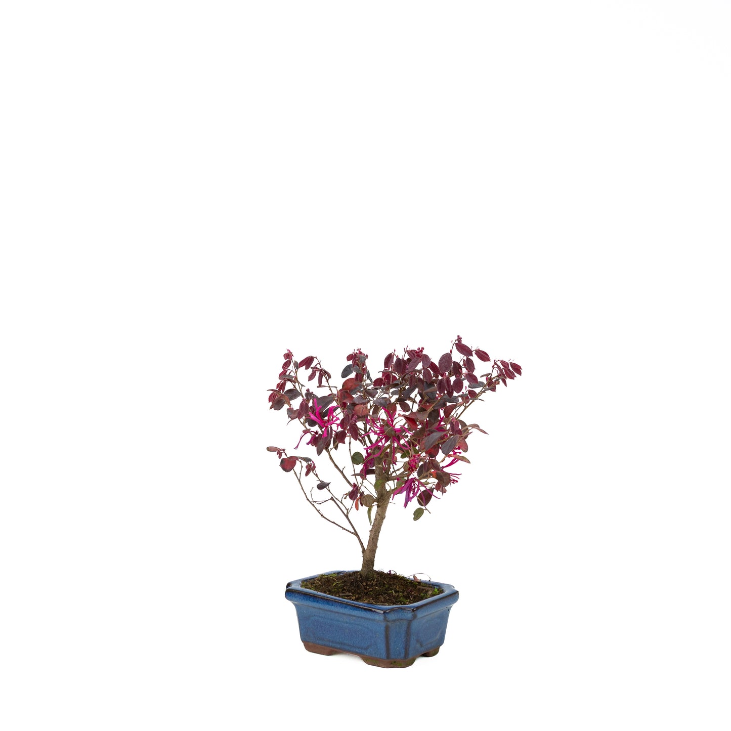 Loropetalum rubra Bonsai in blue pot 24cm, height ~40cm