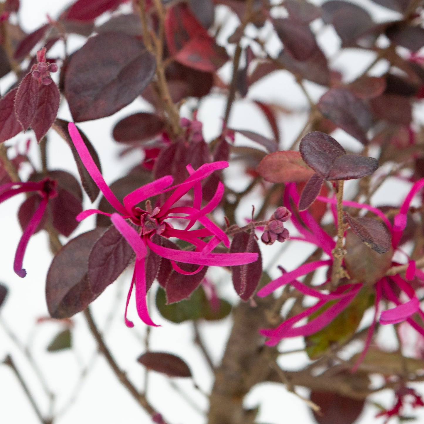 Loropetalum rubra Bonsai in blue pot 24cm, height ~40cm