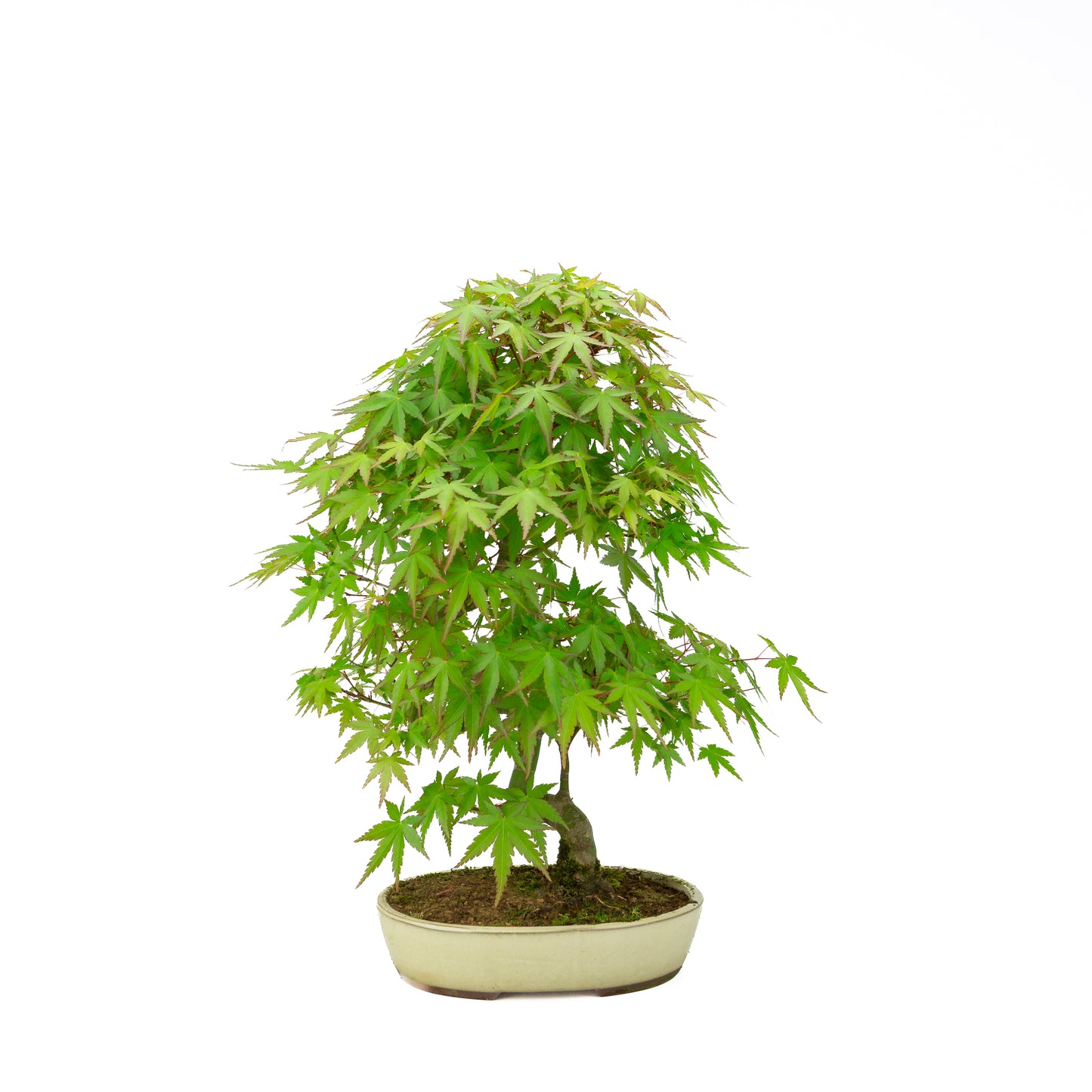 Acer palmatum (Japanese maple), height ~44 cm
