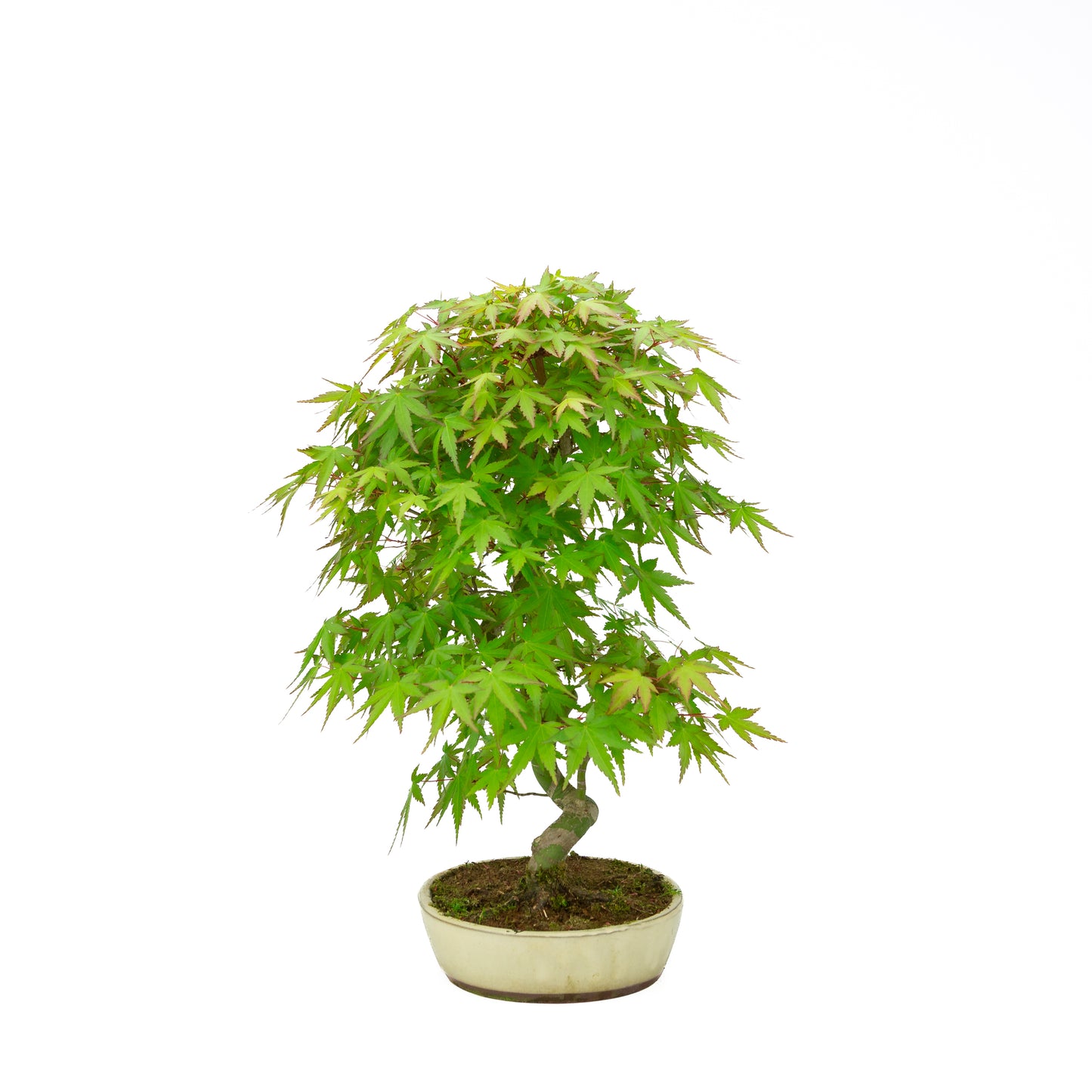 Acer palmatum (Japanese maple), height ~44 cm