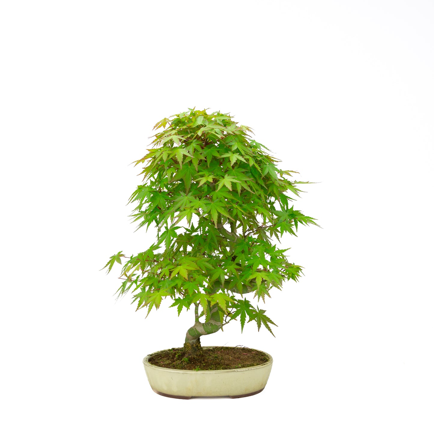 Acer palmatum (Japanese maple), height ~44 cm