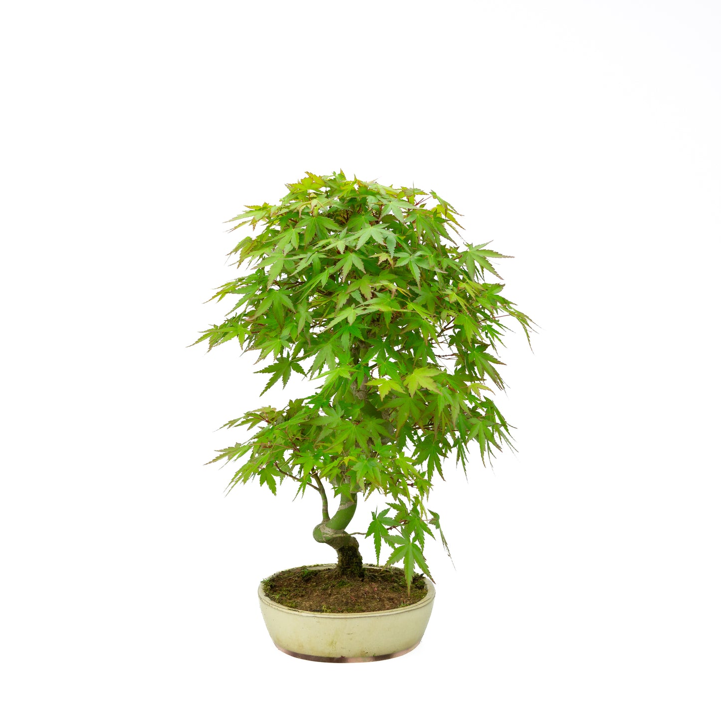 Acer palmatum (Japanese maple), height ~44 cm