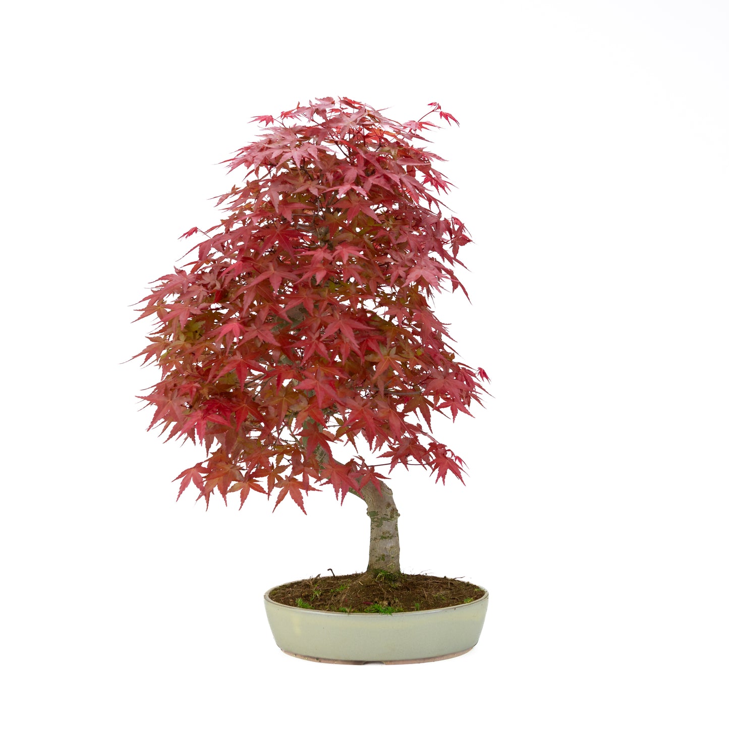 Acer palmatum (Japanese maple), height ~44 cm