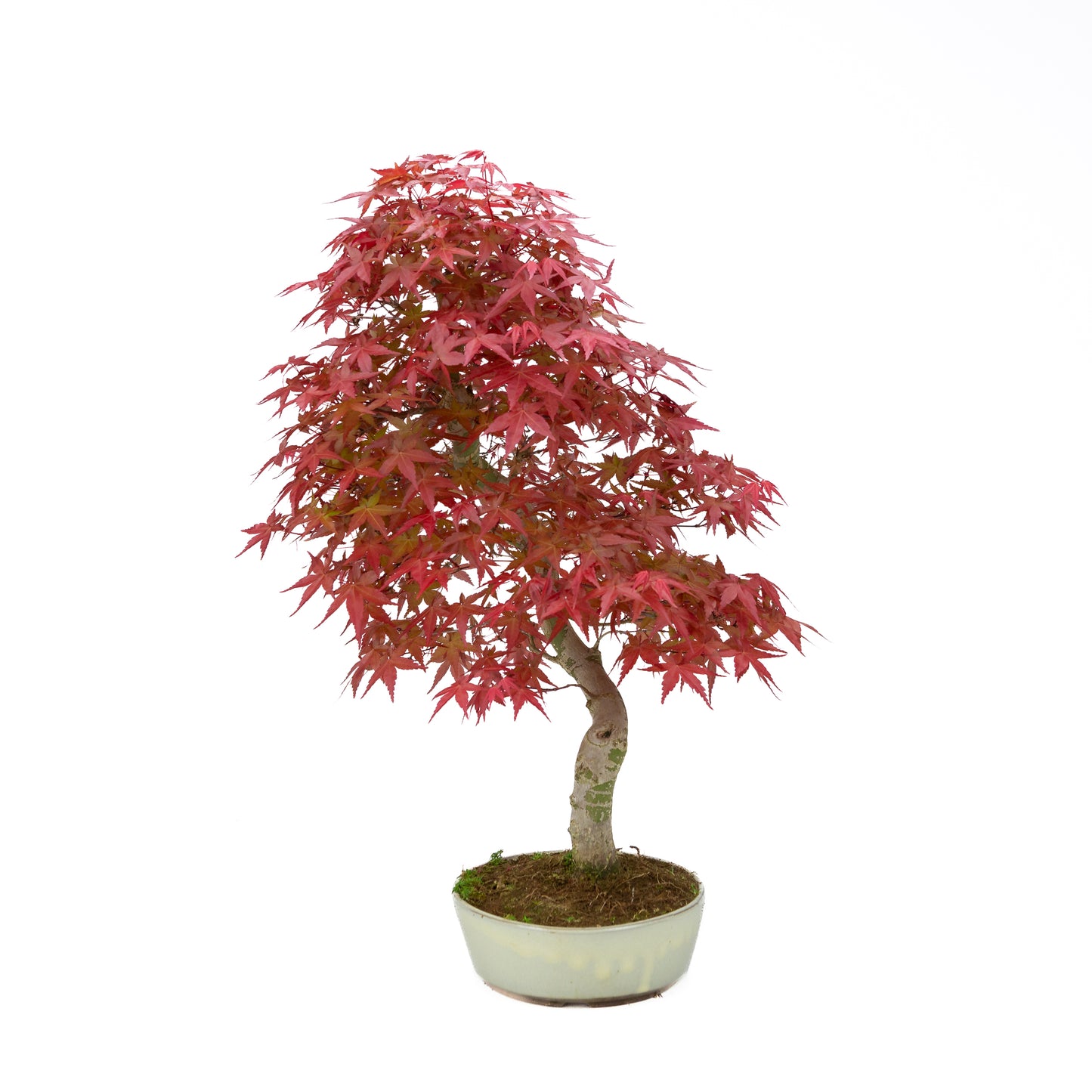 Acer palmatum (Japanese maple), height ~44 cm
