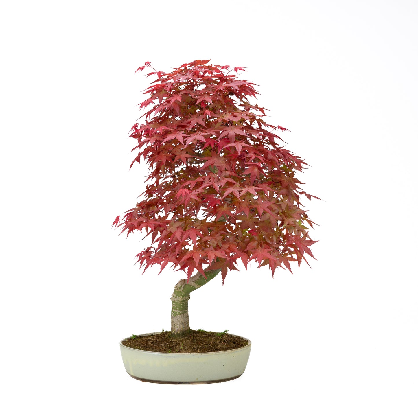 Acer palmatum (Japanese maple), height ~44 cm