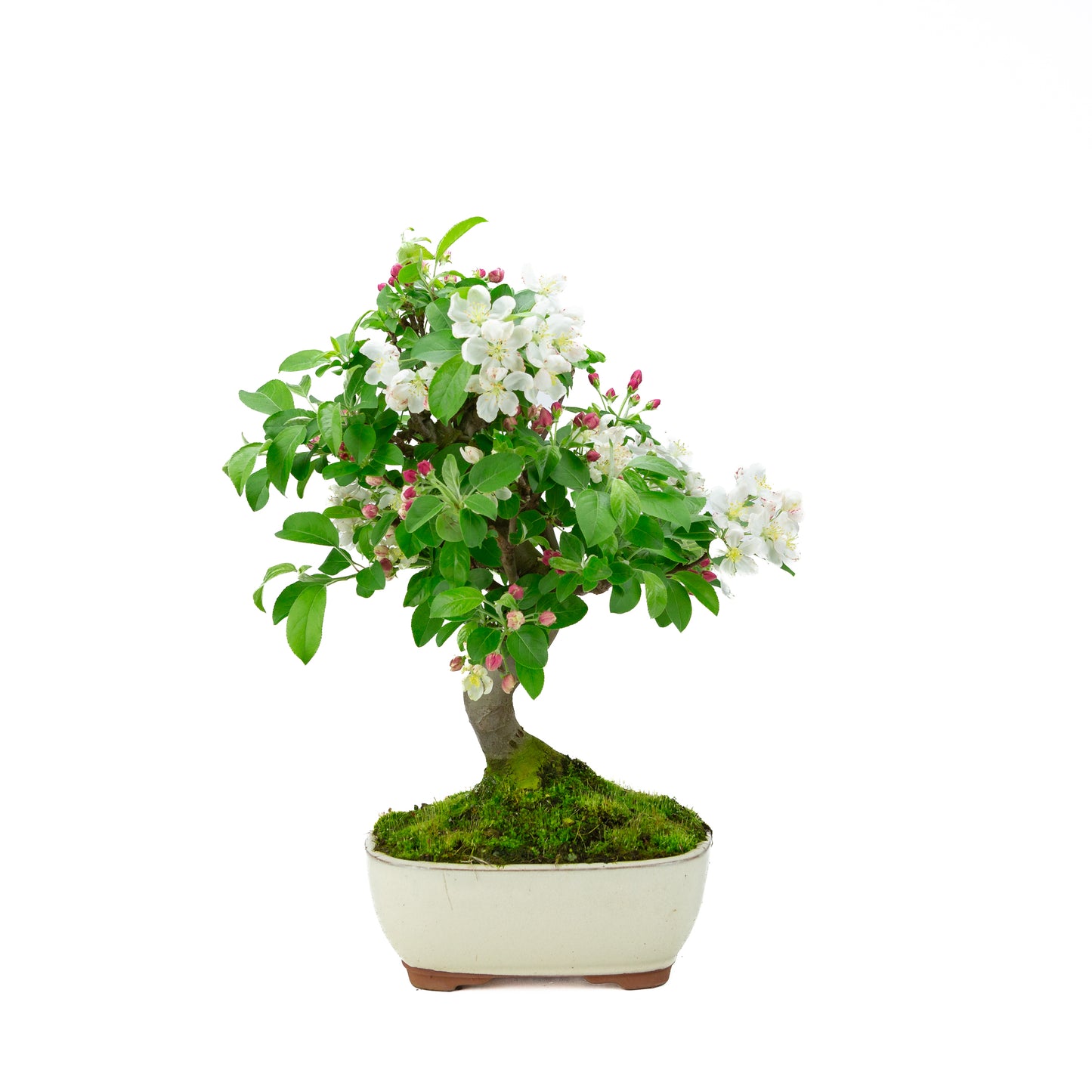 Malus halliana cream rectangular pot 16cm, height ~34cm