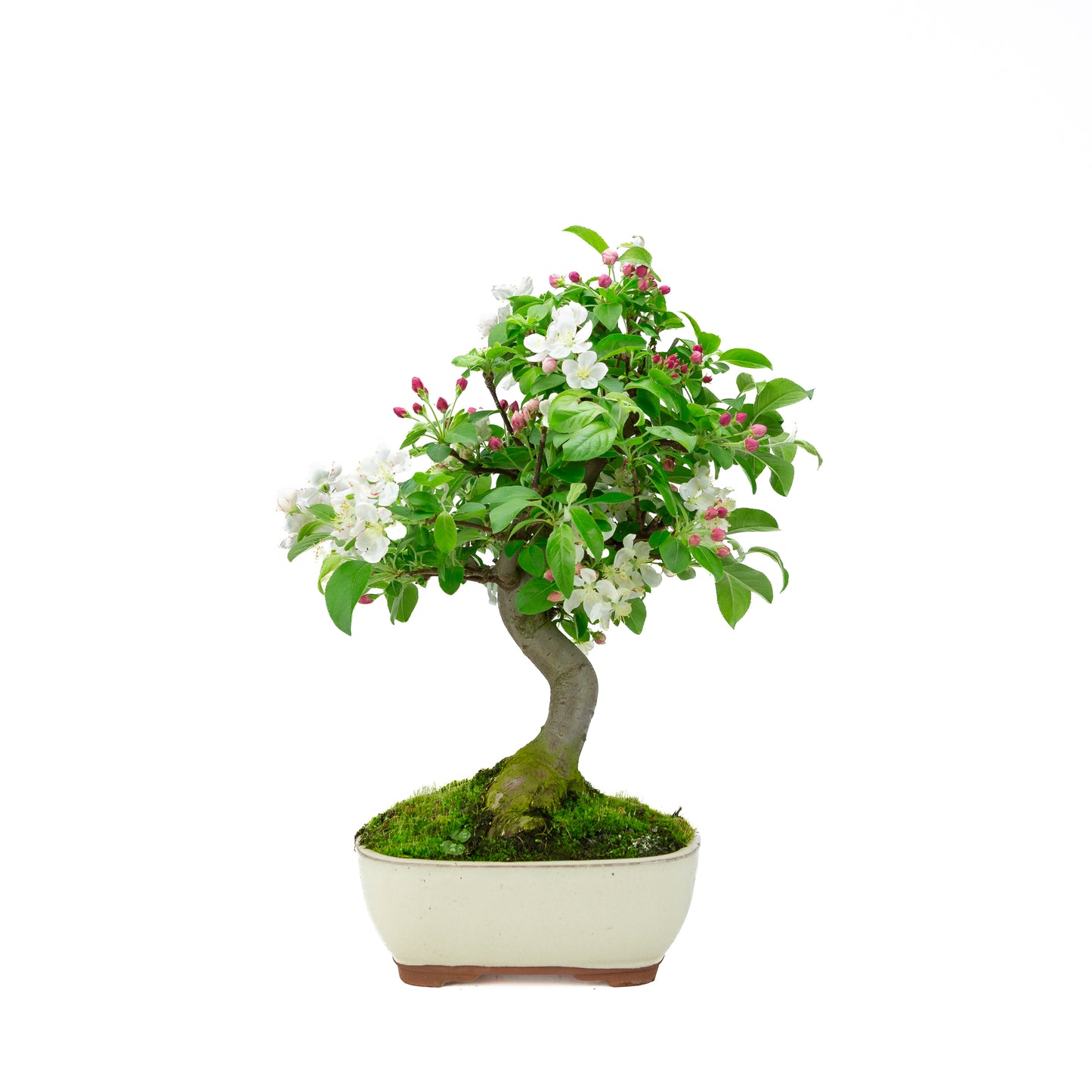 Malus halliana cream rectangular pot 16cm, height ~34cm