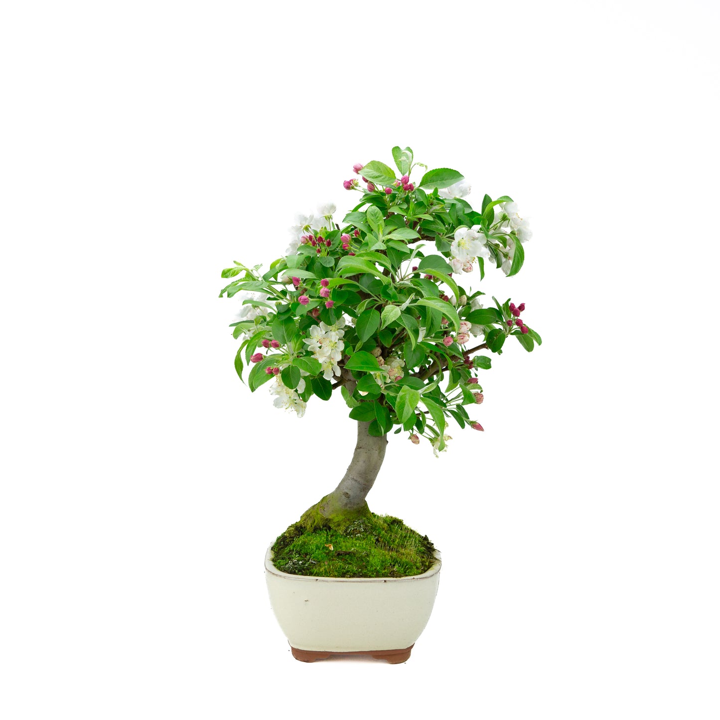 Malus halliana cream rectangular pot 16cm, height ~34cm