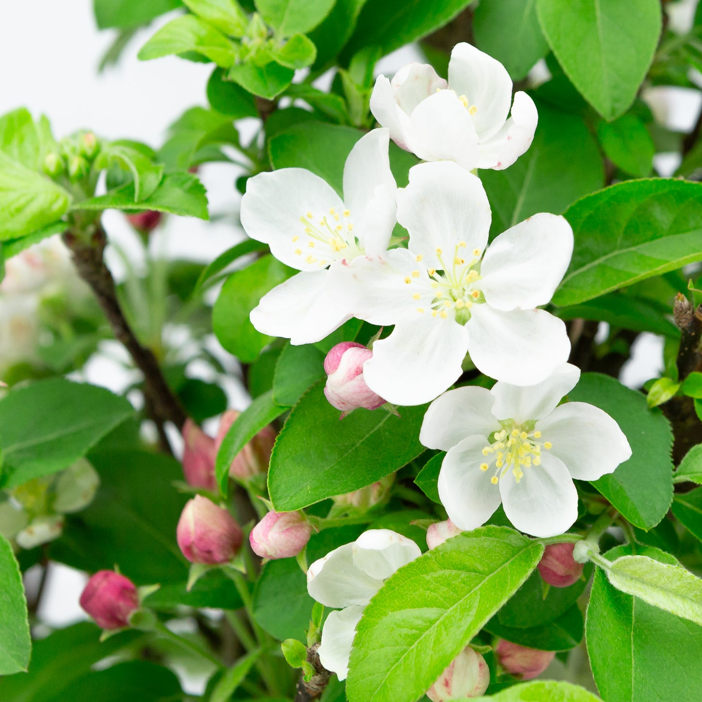 Malus halliana cream rectangular pot 16cm, height ~34cm