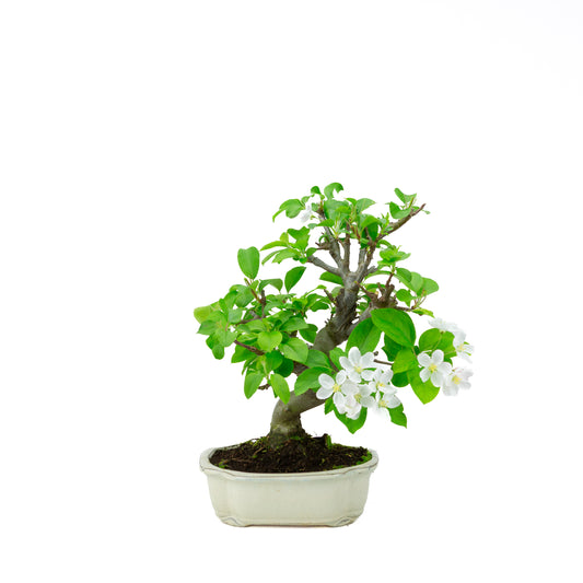 Malus halliana cream rectangular pot 16cm, height ~34cm
