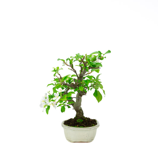 Malus halliana cream rectangular pot 16cm, height ~34cm