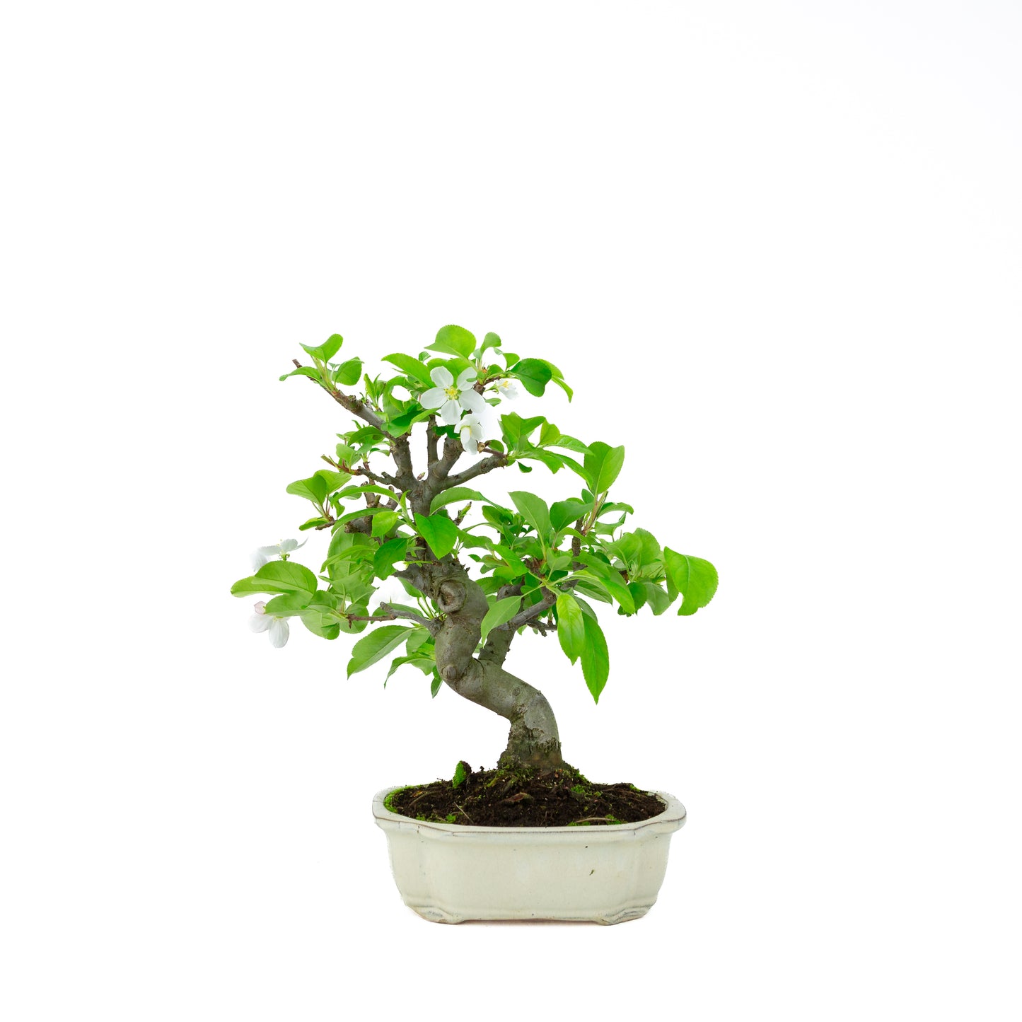 Malus halliana cream rectangular pot 16cm, height ~34cm