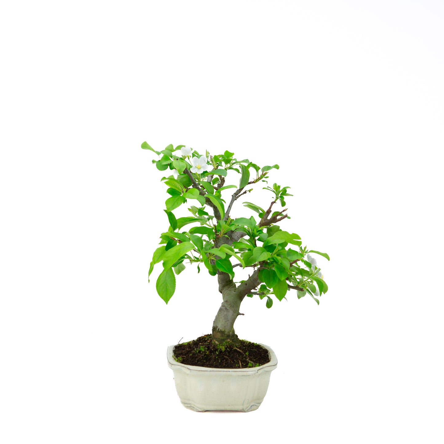 Malus halliana cream rectangular pot 16cm, height ~34cm