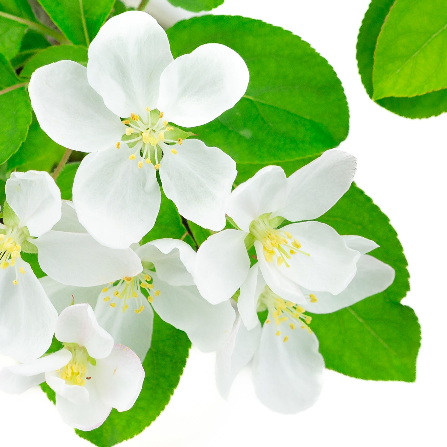 Malus halliana cream rectangular pot 16cm, height ~34cm
