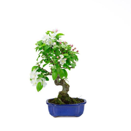 Malus halliana cream rectangular pot 16cm, height ~34cm