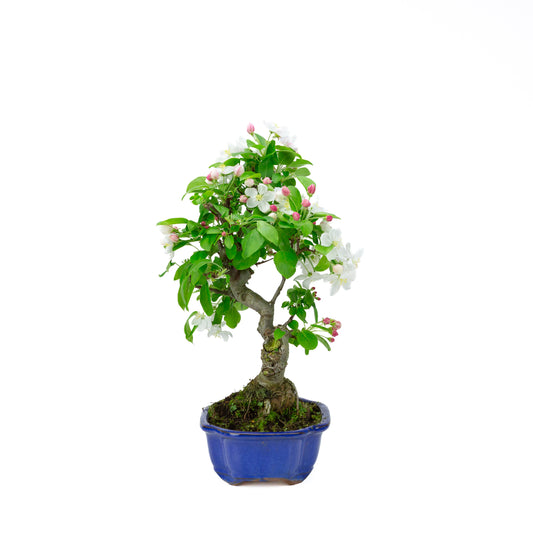 Malus halliana cream rectangular pot 16cm, height ~34cm
