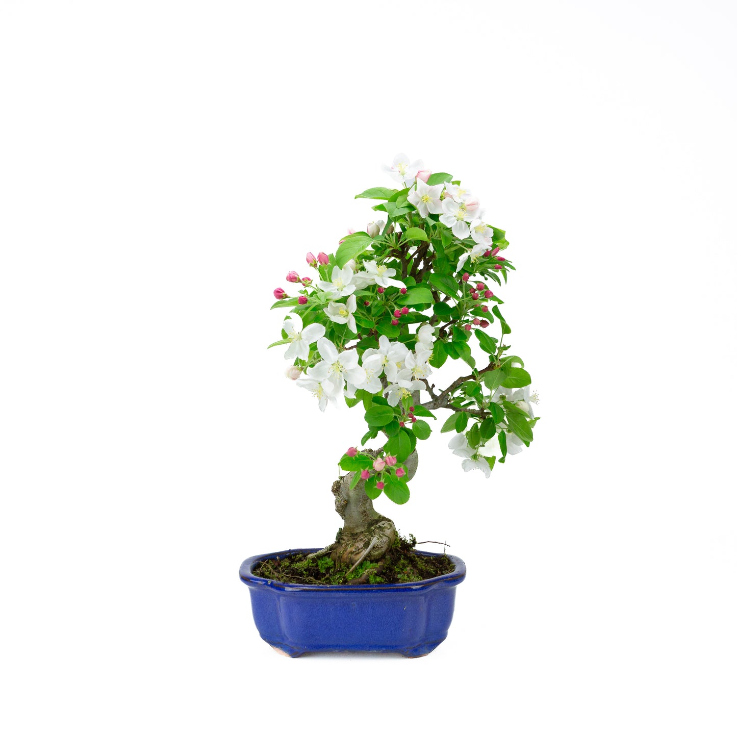 Malus halliana cream rectangular pot 16cm, height ~34cm
