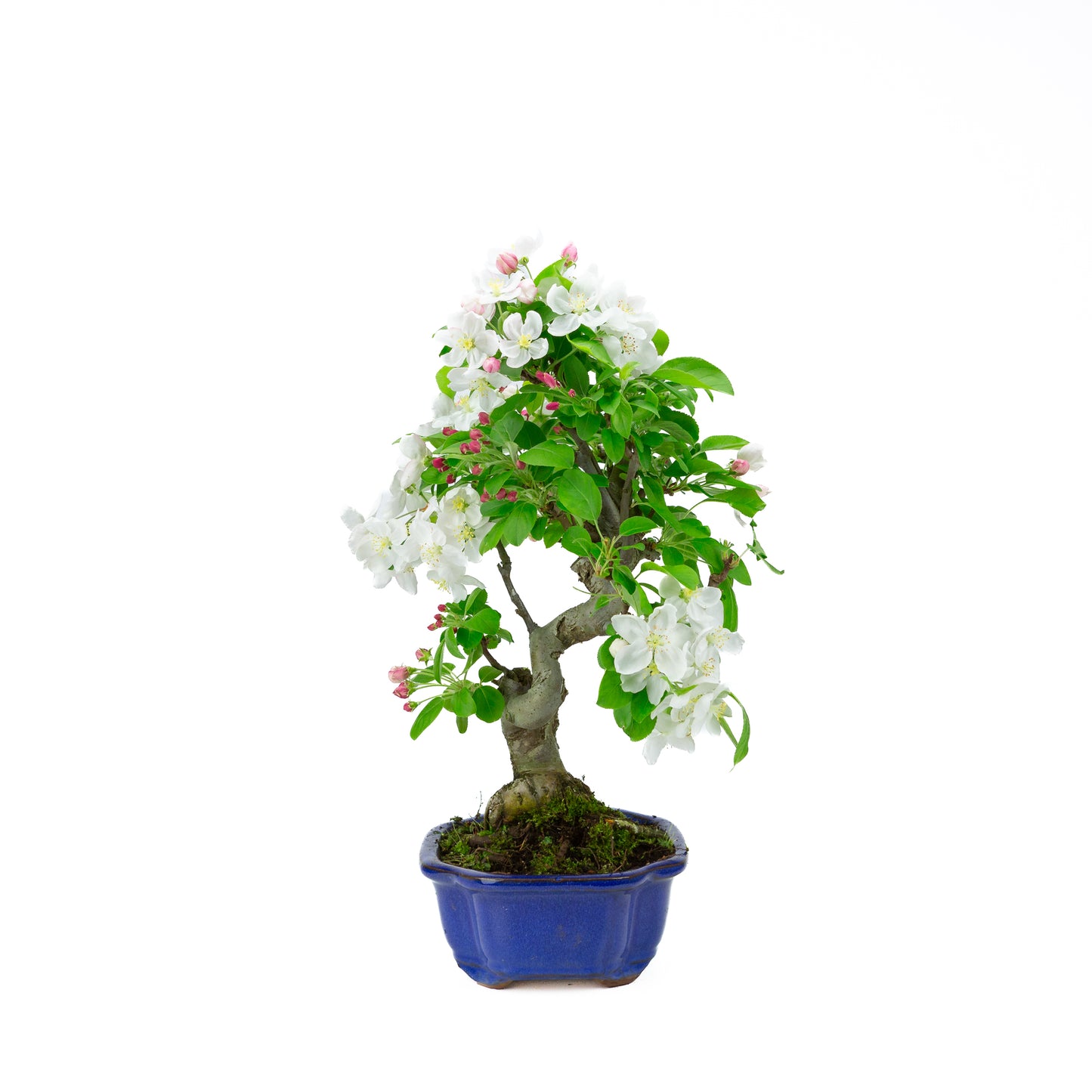 Malus halliana cream rectangular pot 16cm, height ~34cm