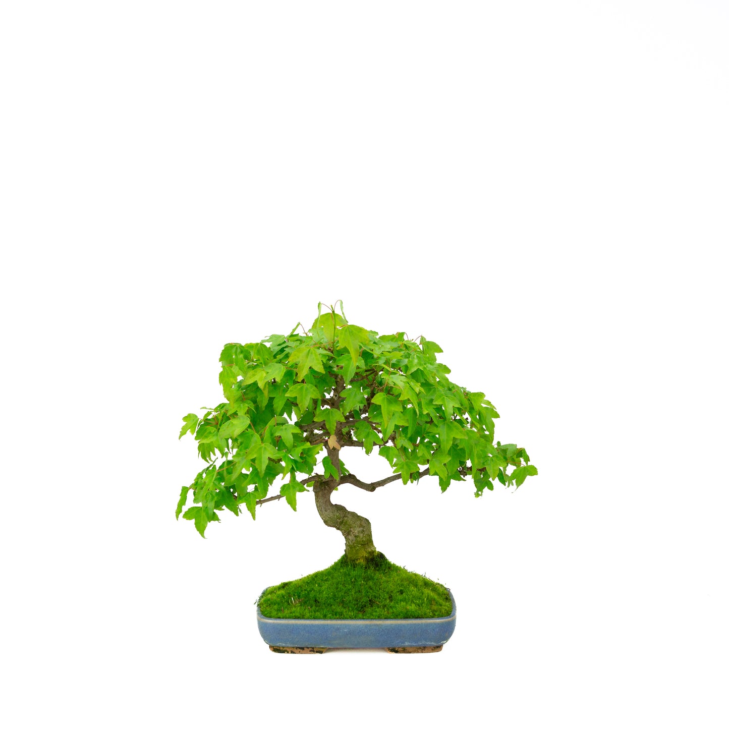 Outdoor Bonsai Acer buergerianum cream oval pot 25cm, height ~36cm