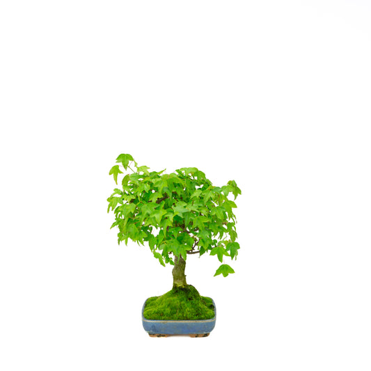 Outdoor Bonsai Acer buergerianum cream oval pot 25cm, height ~36cm