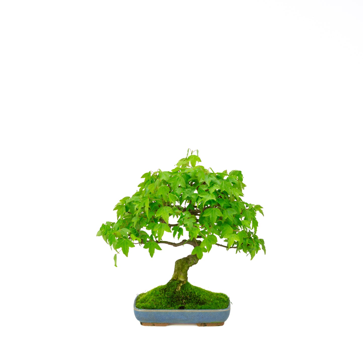 Outdoor Bonsai Acer buergerianum cream oval pot 25cm, height ~36cm