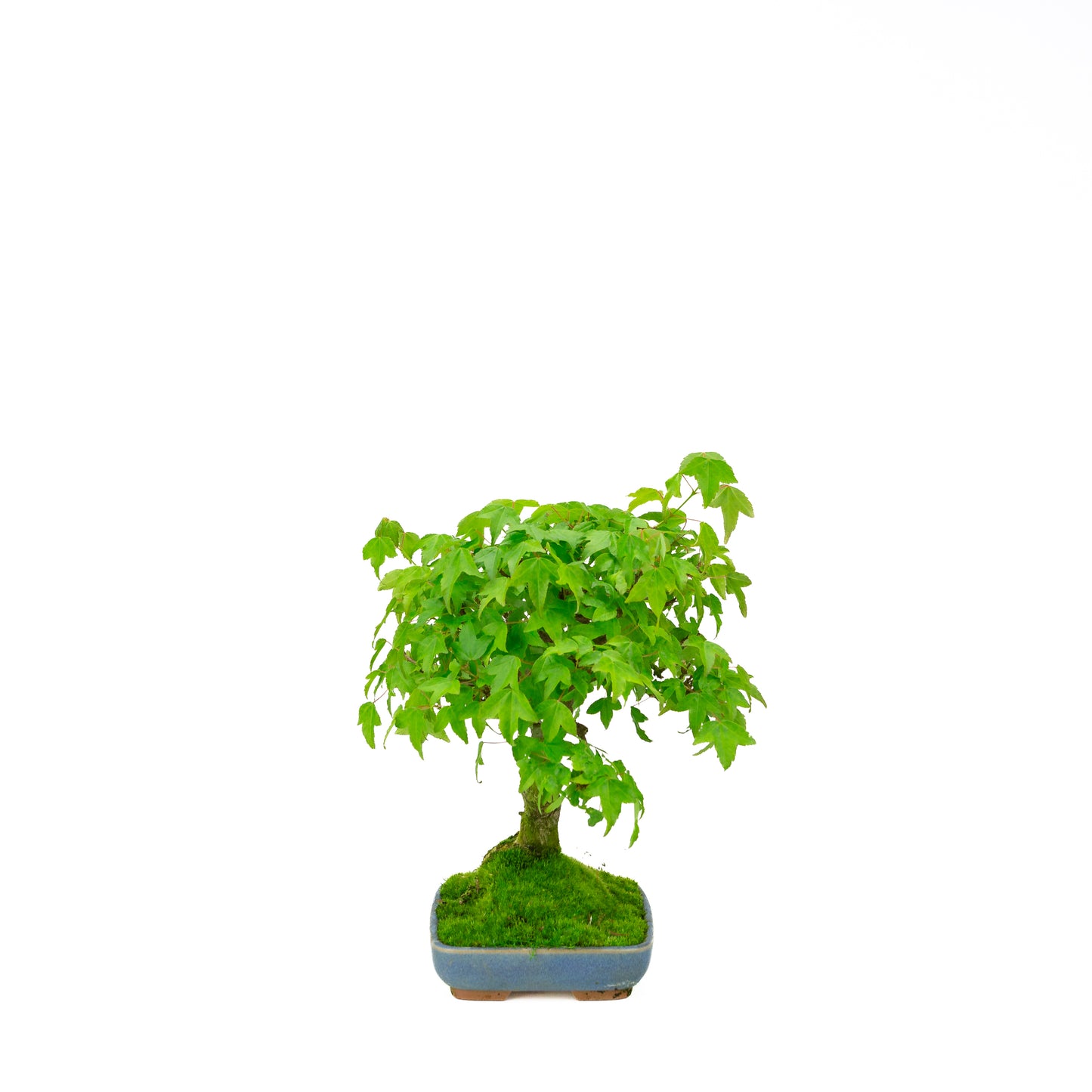 Outdoor Bonsai Acer buergerianum cream oval pot 25cm, height ~36cm