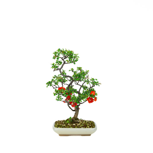 Chaenomeles speciosa (Japanese Quince), height ~39cm