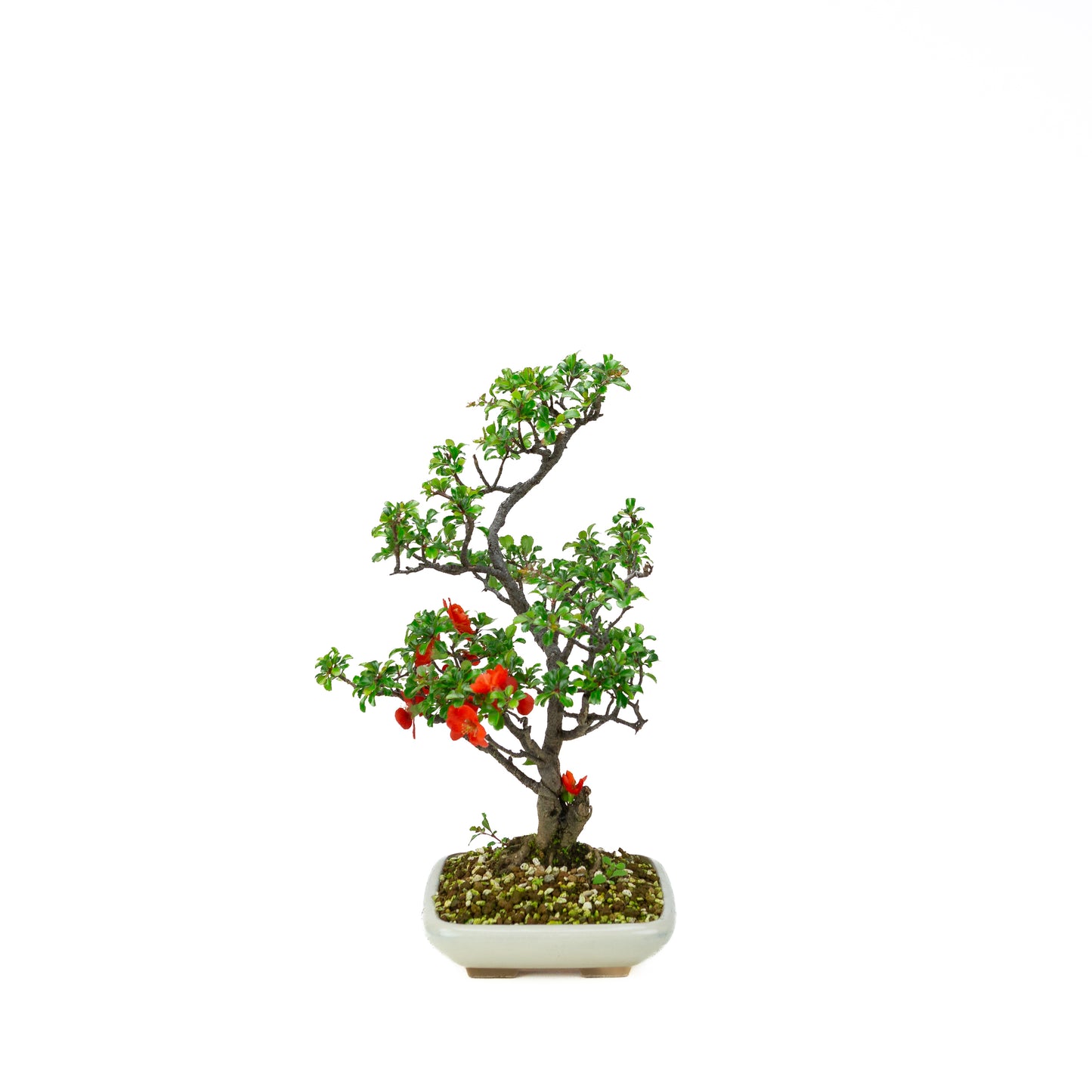 Chaenomeles speciosa (Japanese Quince), height ~39cm