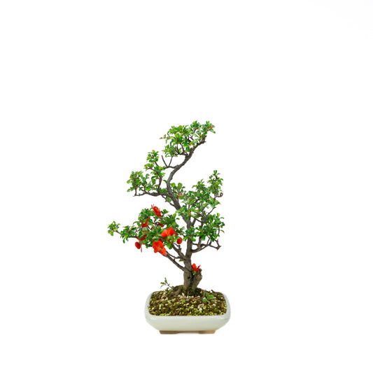 Chaenomeles speciosa (Japanese Quince), height ~39cm