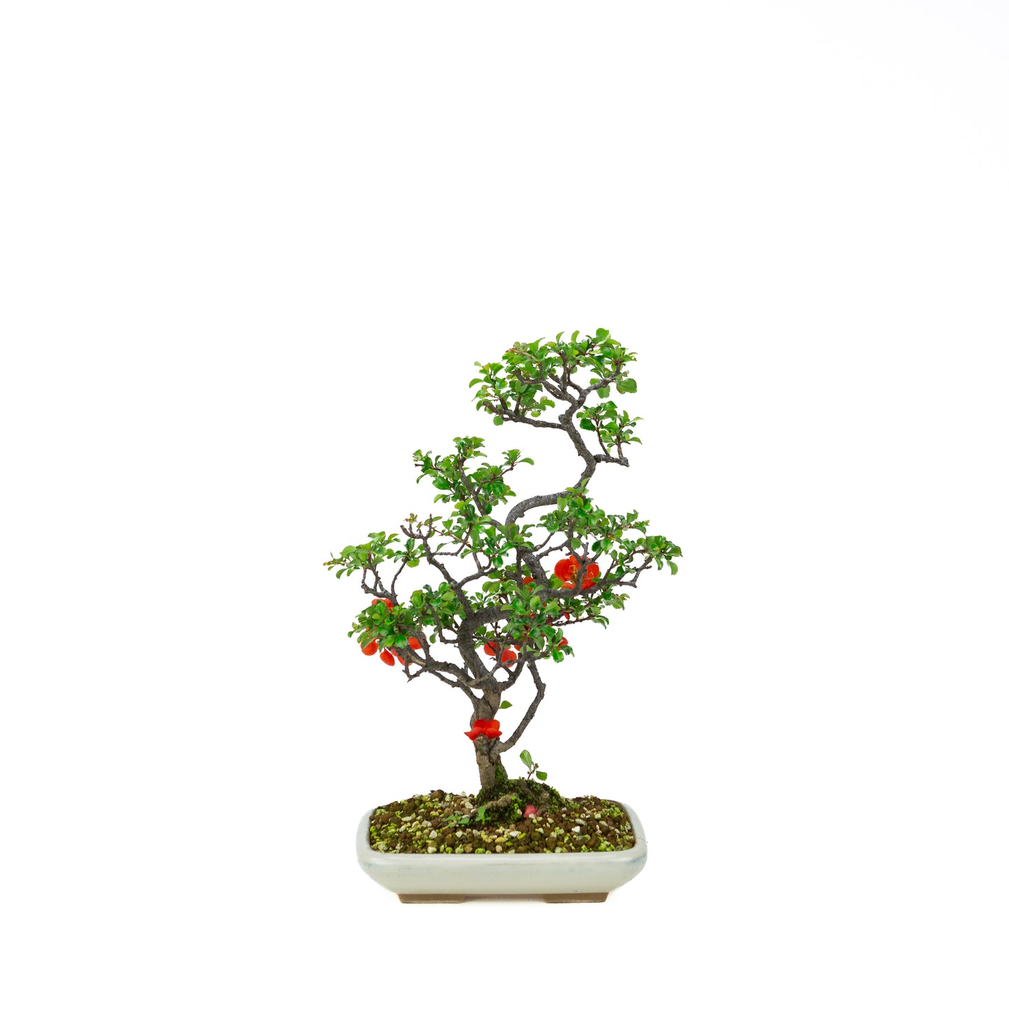 Chaenomeles speciosa (Japanese Quince), height ~39cm